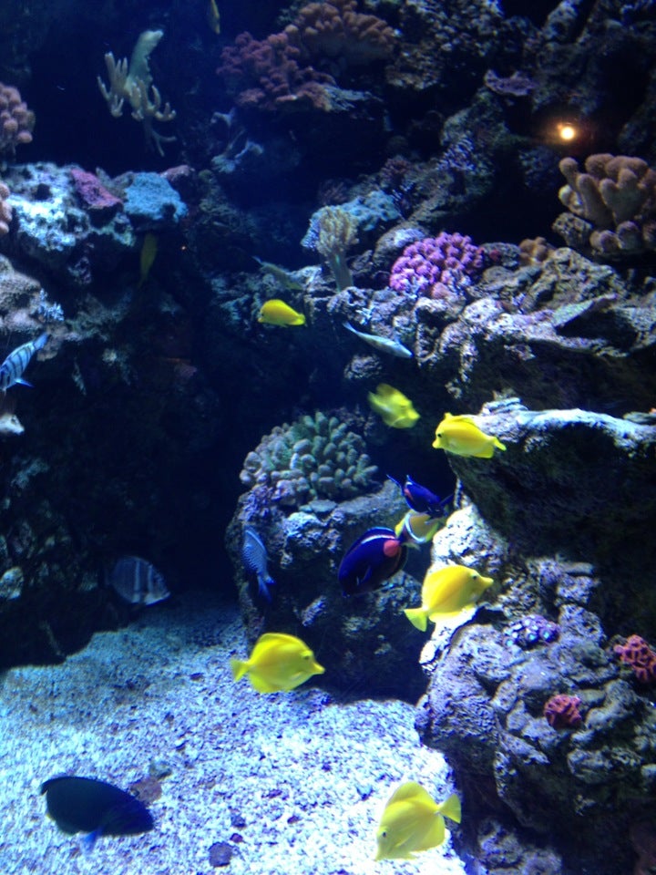 Aquarium of The Pacific, 100 Aquarium Way, Long Beach, CA, Food