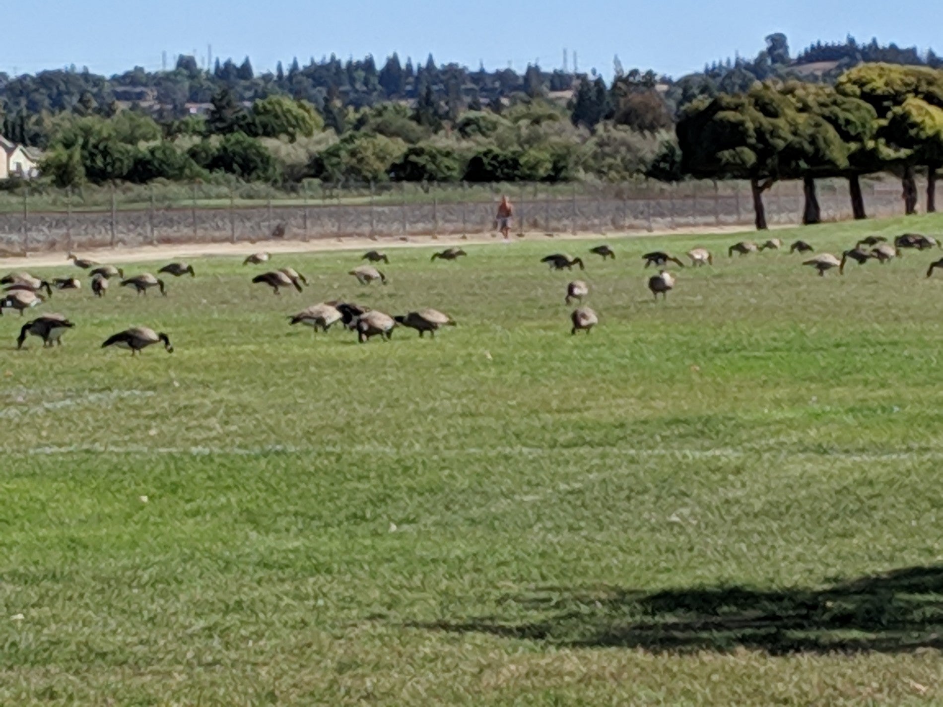 Central Park Soccer Fields, 1110 Stevenson Blvd, Fremont, CA, Parks
