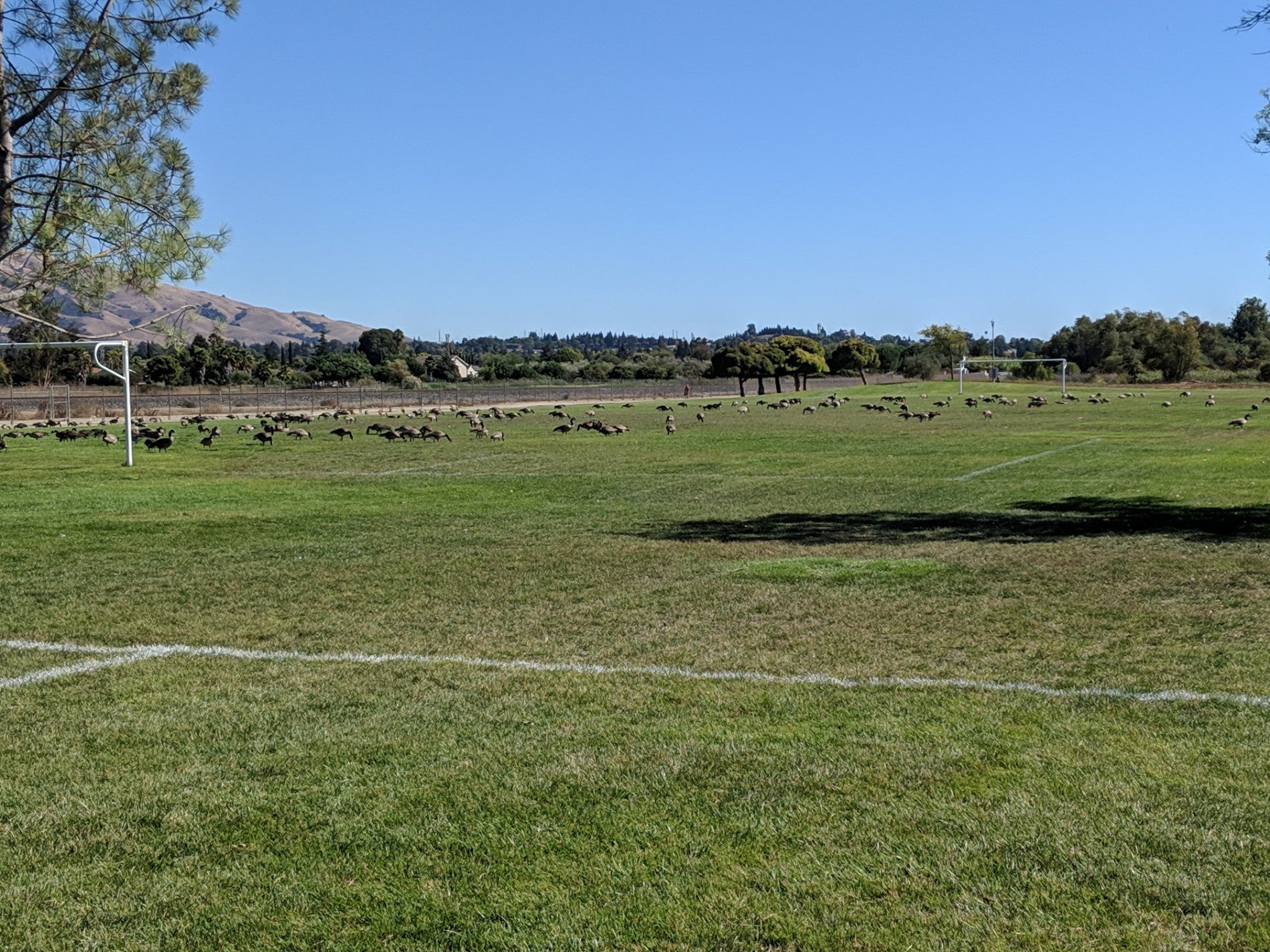 Central Park Soccer Fields, 1110 Stevenson Blvd, Fremont, CA, Parks