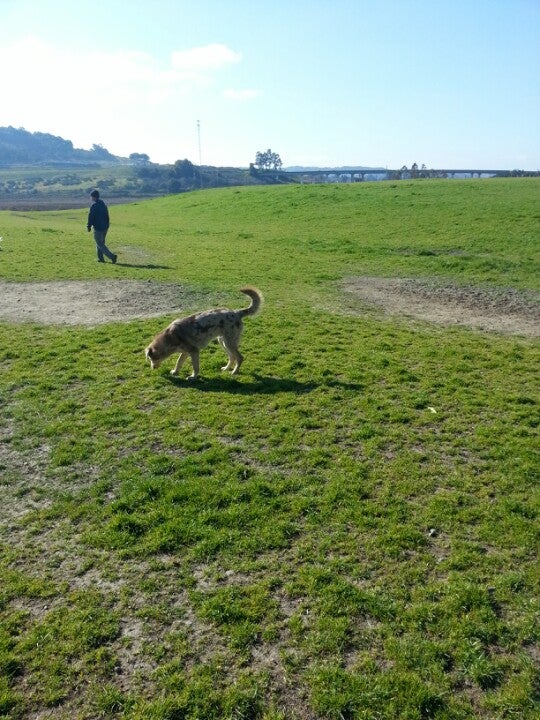 Rocky memorial 2024 dog park