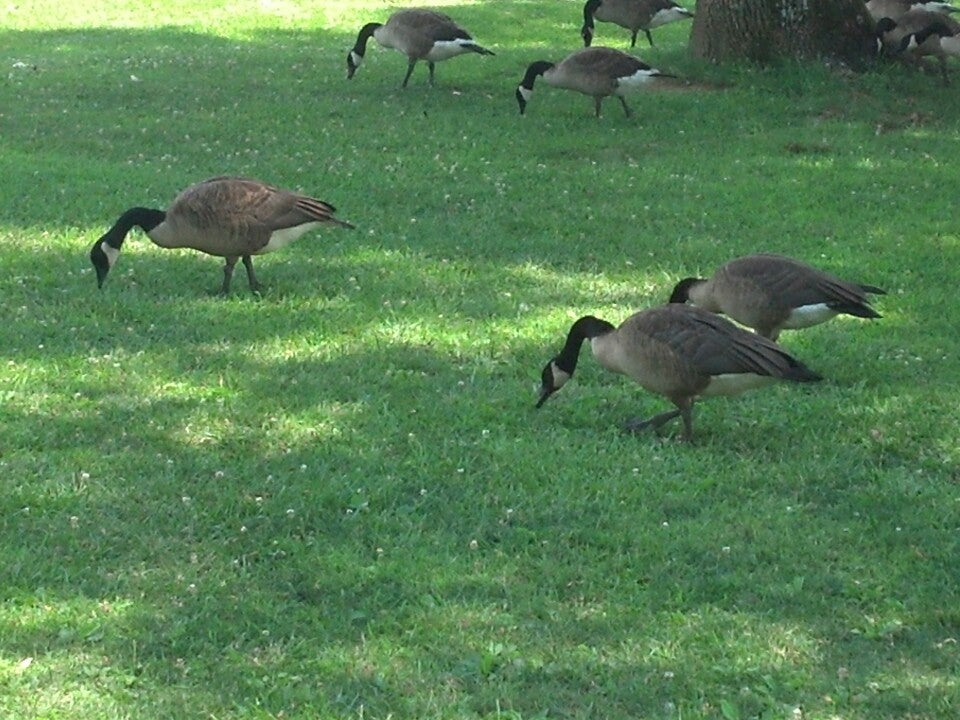 Madisonville, TN Map & Directions MapQuest