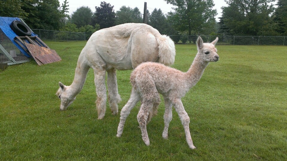 Shechem Alpacas, 66 Baer Rd, Rollinsford, Town of, NH, Product