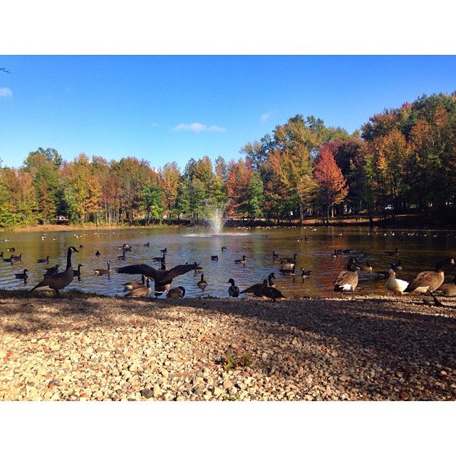 Holiday Park Pond, 206 Pease Rd, Manalapan, NJ MapQuest