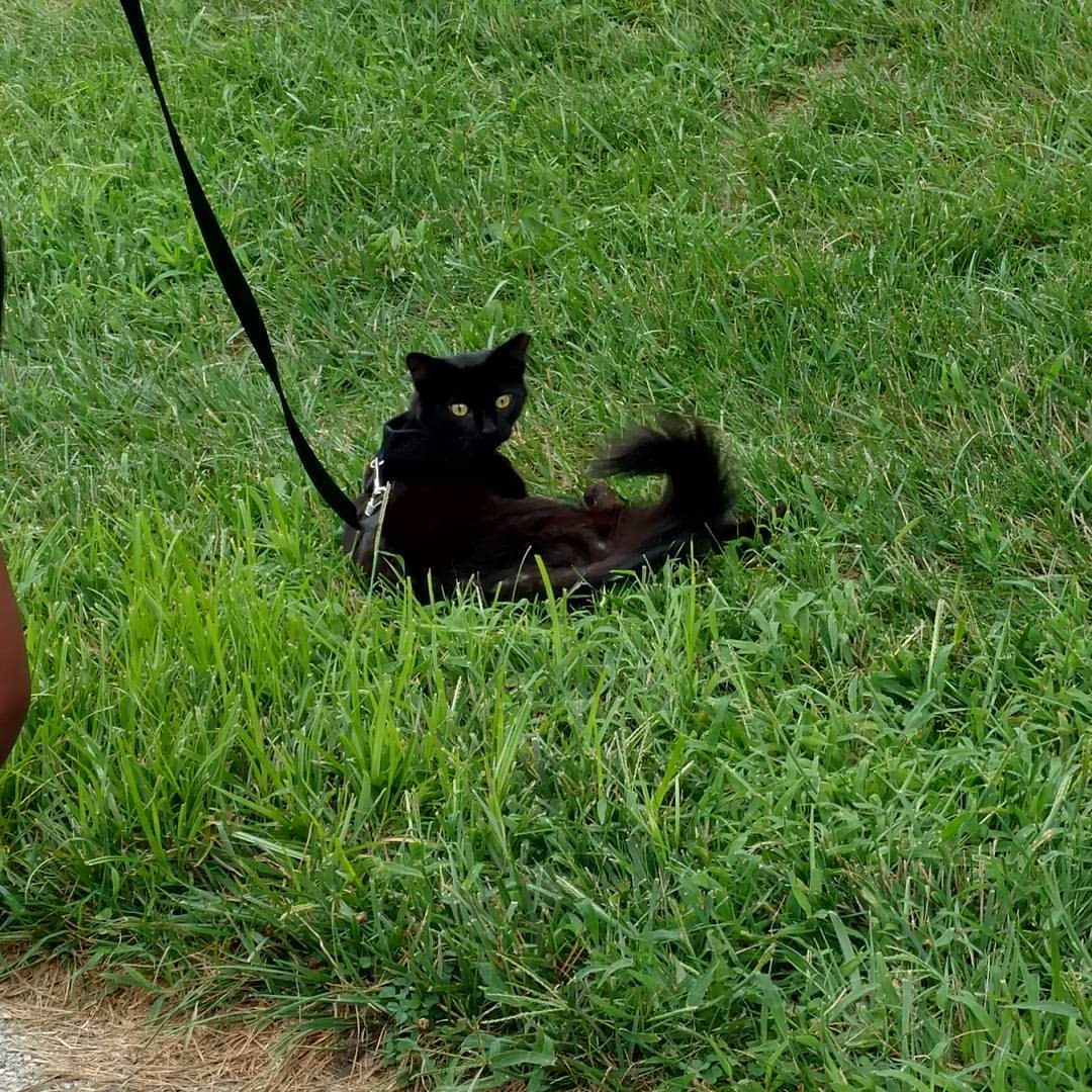 Swan Creek Park, Toledo, OH MapQuest