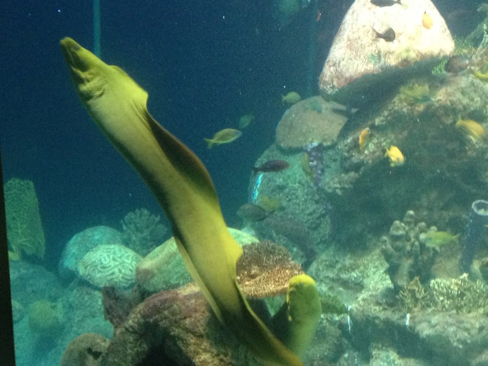 Carolina SciQuarium, 4301 Lawndale Dr, Greensboro, NC, Aquariums Public