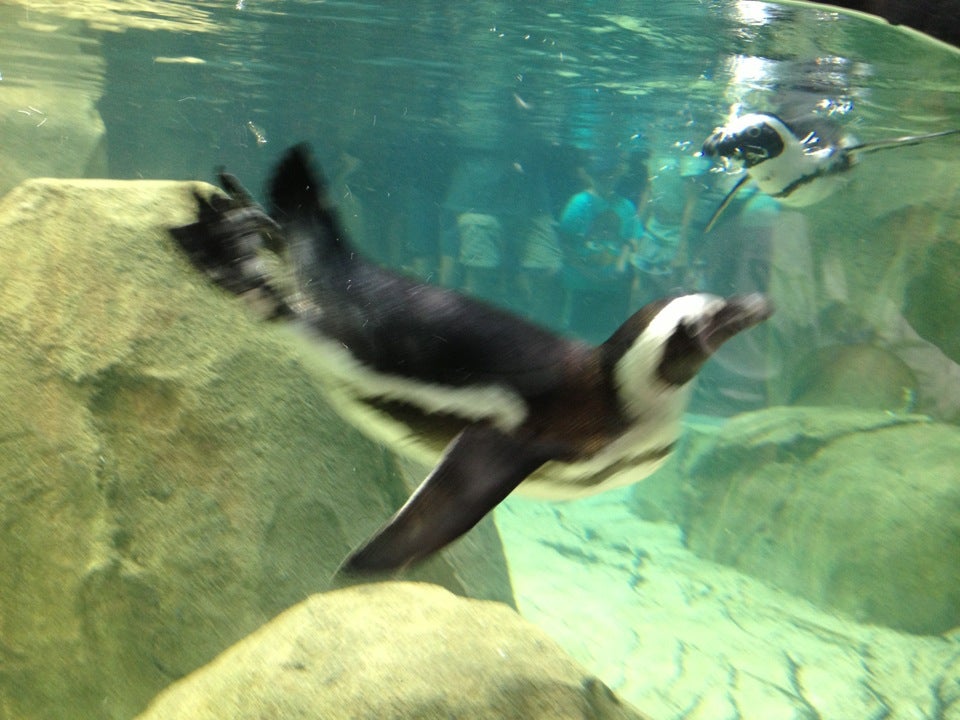 Carolina SciQuarium, 4301 Lawndale Dr, Greensboro, NC, Aquariums Public