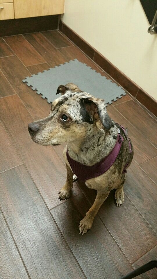 Atlas Pet Clinic, 13900 County Road 455, Clermont, FL, Veterinarians