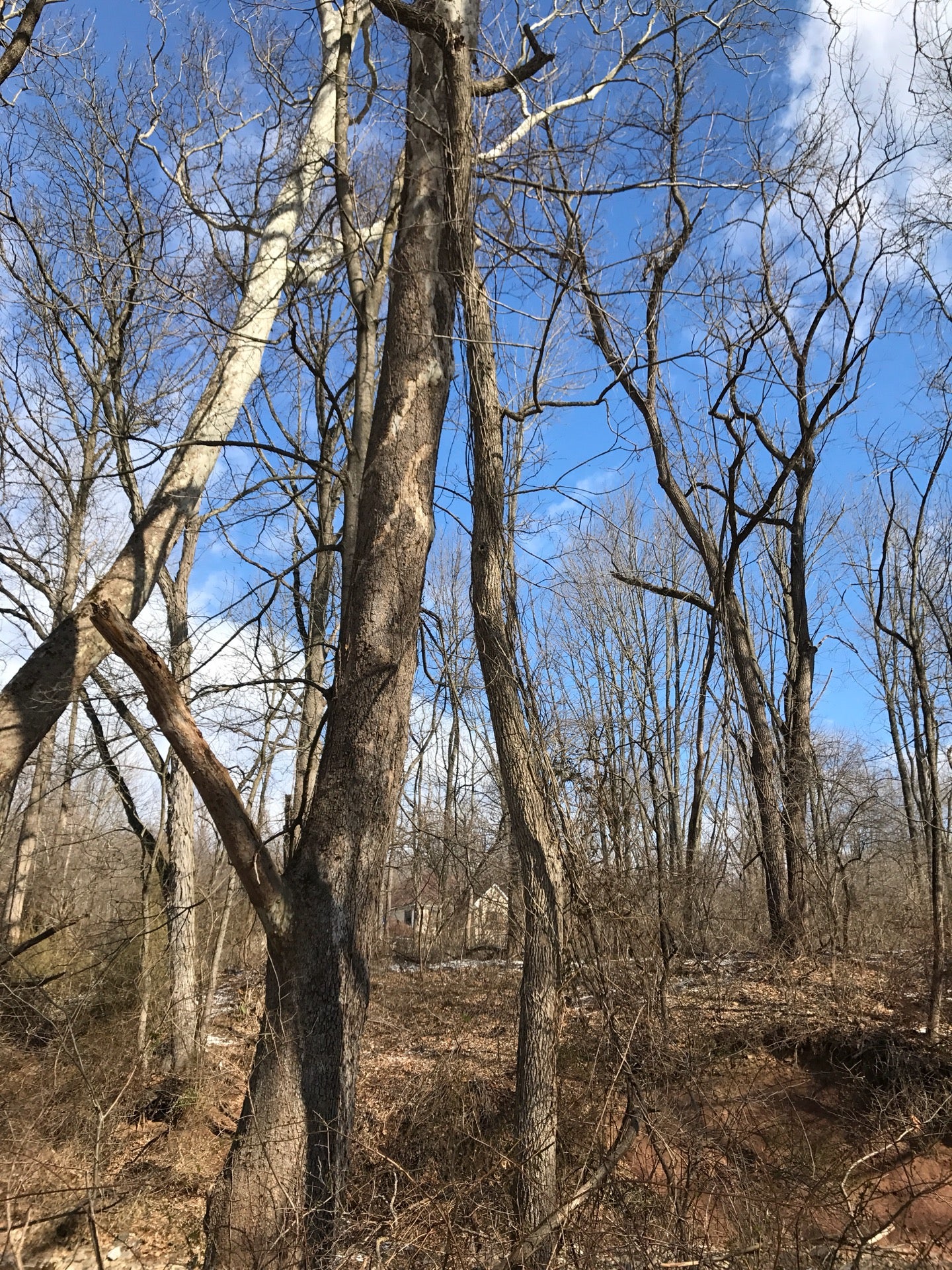 Morales Nature Trails, 103 Capner St, Flemington, NJ, Trail MapQuest