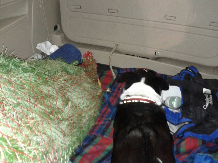 Best Christmas Trees in Call, Texas MapQuest