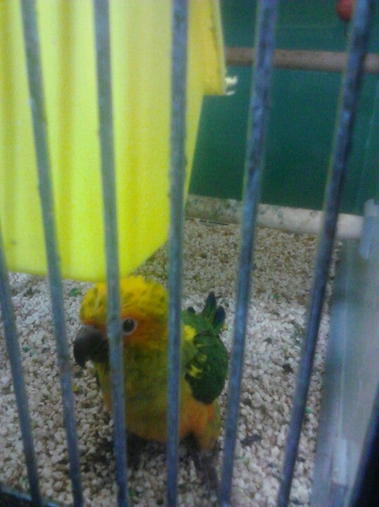 Pet's Barn, 9807 Dyer St, El Paso, TX, Pet Supermarket MapQuest