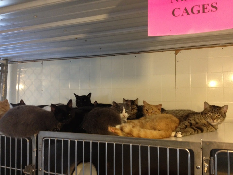 Henry County Humane Society, 14606 Roos Hill Rd, Geneseo, IL, Animal  Shelters - MapQuest