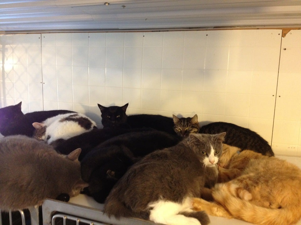 Henry County Humane Society, 14606 Roos Hill Rd, Geneseo, IL, Animal Shelters - MapQuest Henry County Humane Society, 14606 Roos Hill Rd, Geneseo, IL, Animal Shelters - MapQuest