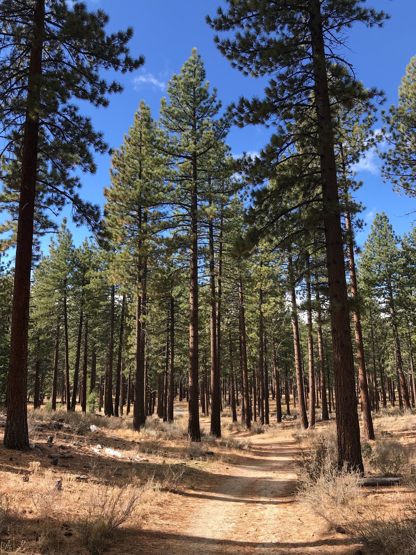 Lam Watah Trail, Stateline, NV, Trail MapQuest