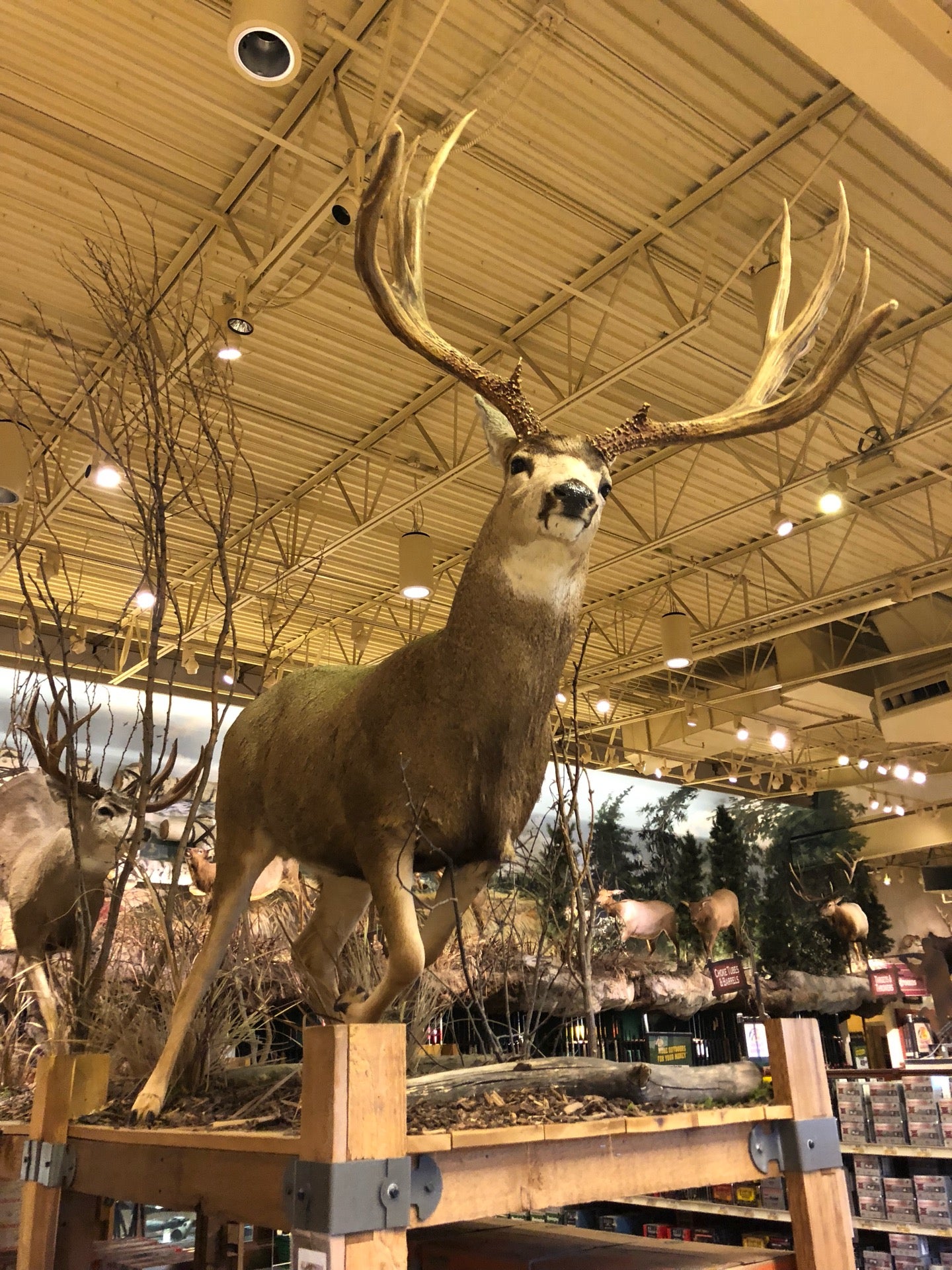 BASS PRO SHOP - Updated April 2024 - 44 Photos & 29 Reviews - 112-261055  Crossiron Boulevard, Rocky View County, Alberta - Hunting & Fishing  Supplies - Phone Number - Yelp