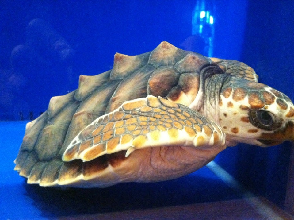 North Carolina Aquarium at Fort Fisher, 900 Loggerhead Rd, Kure Beach