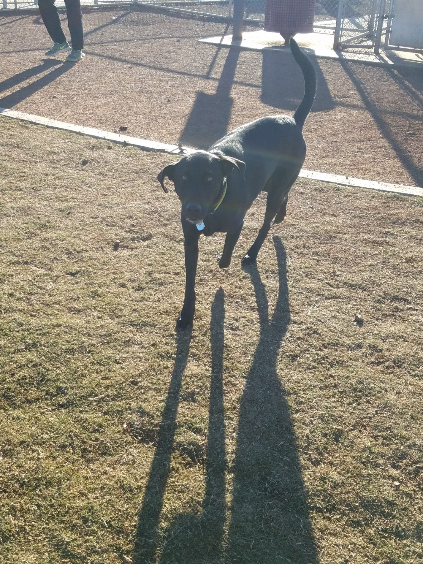 Pioneer Community Park OffLeash Dog Park, 8755 N 83rd Ave, Peoria, AZ