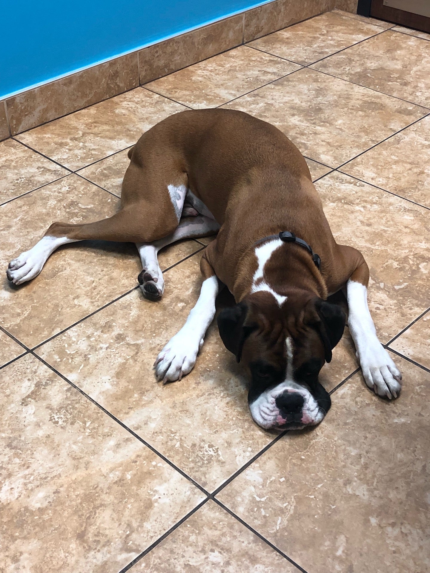 Forever Vets Animal Hospital at Tinseltown, 4372 Southside Blvd, 308, Jacksonville, FL