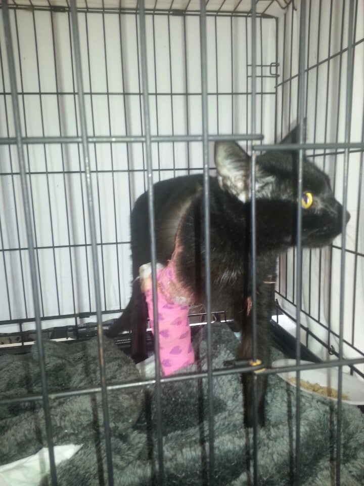 Pets Peeve, 567 E Lincoln St, Waynesburg, PA, Pet Grooming MapQuest