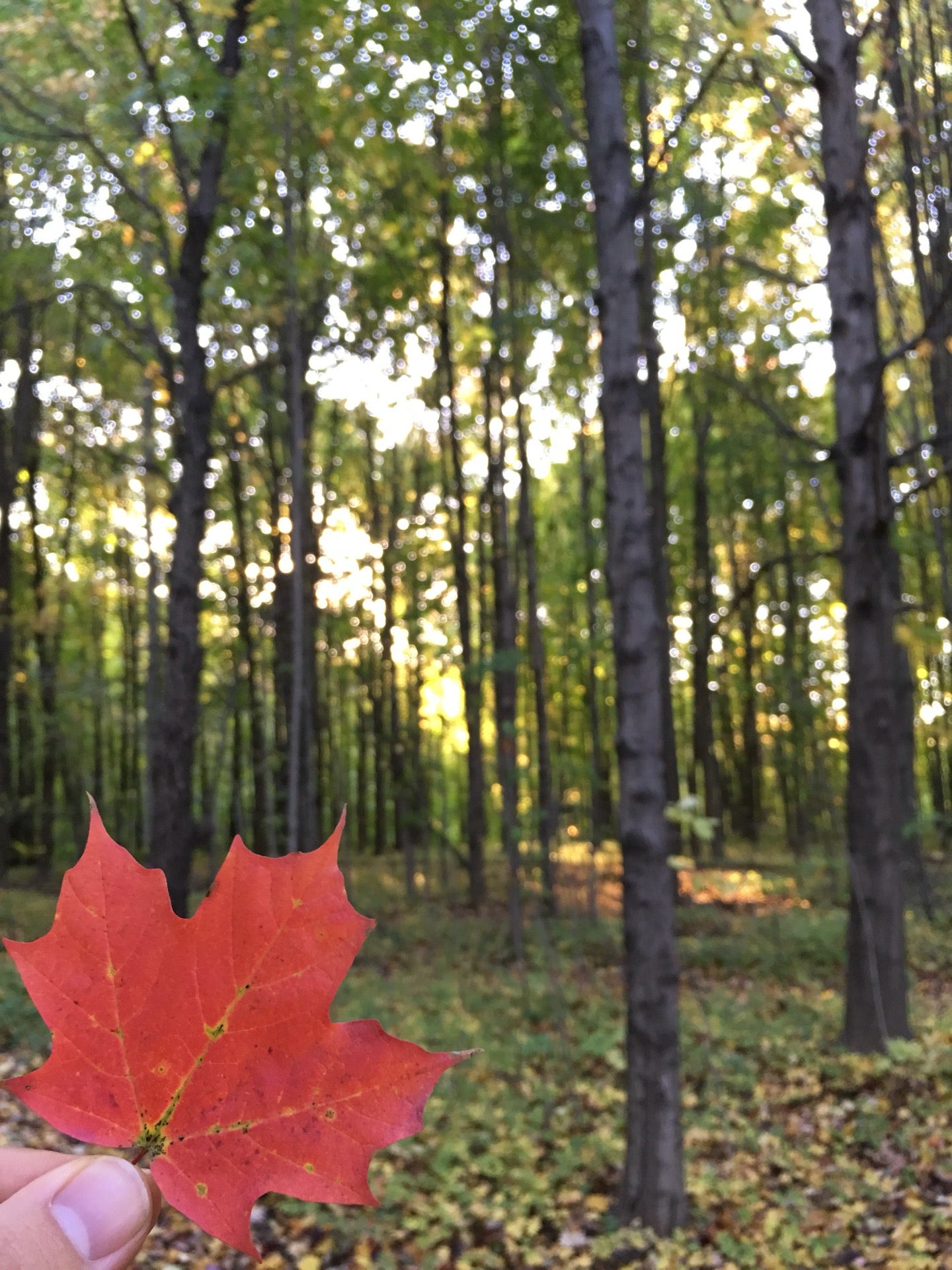 Hudsonville, MI Map & Directions MapQuest