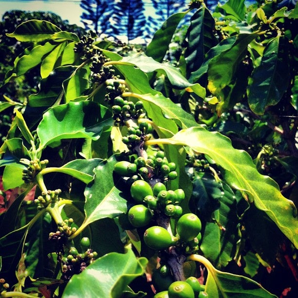 Kalaheo, HI Map & Directions MapQuest