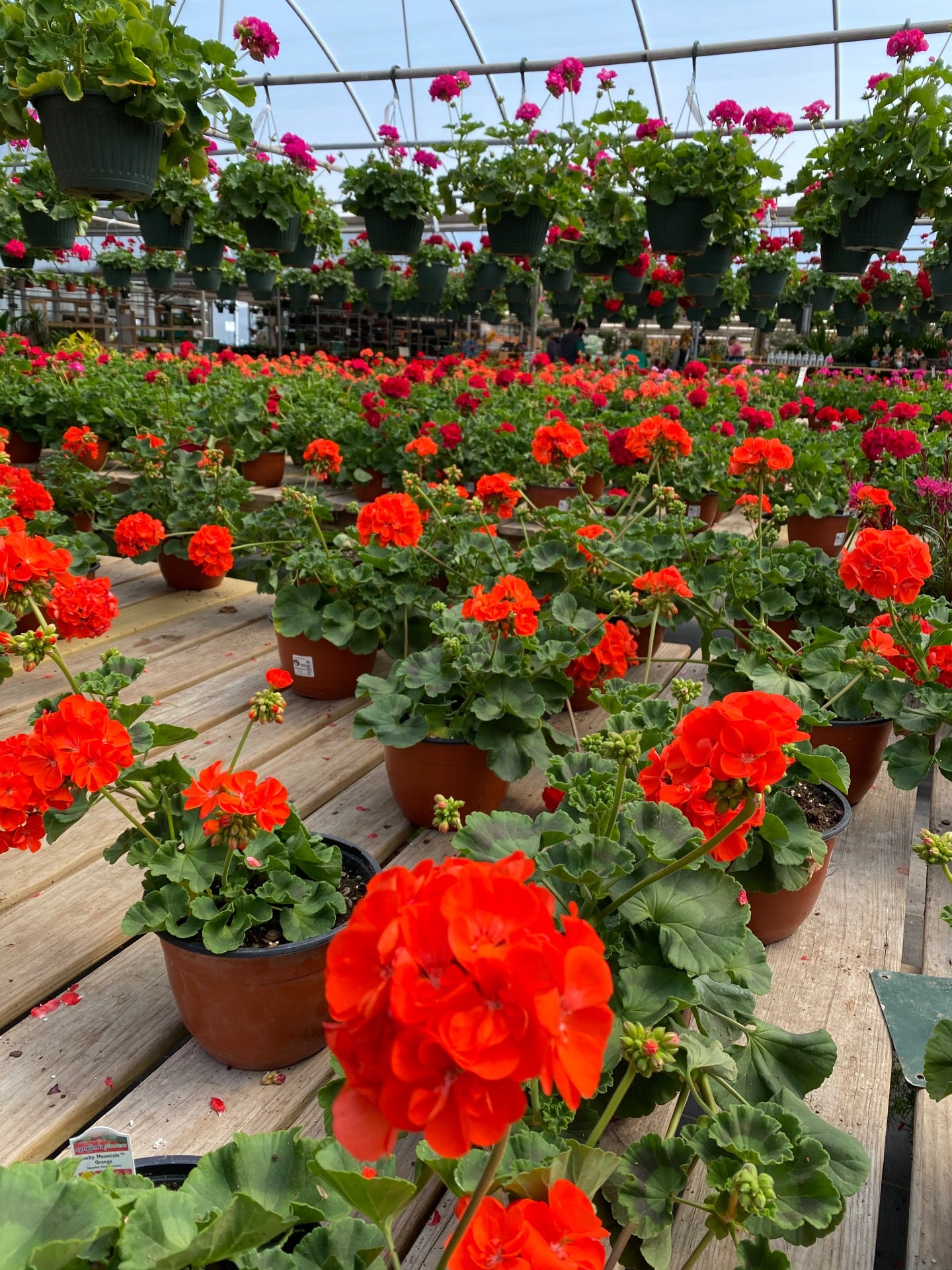 TLC Nursery Greenhouses 105 W Memorial Rd Oklahoma City OK tlc-nursery-greenhouses-105-w-memorial-rd-oklahoma-city-ok