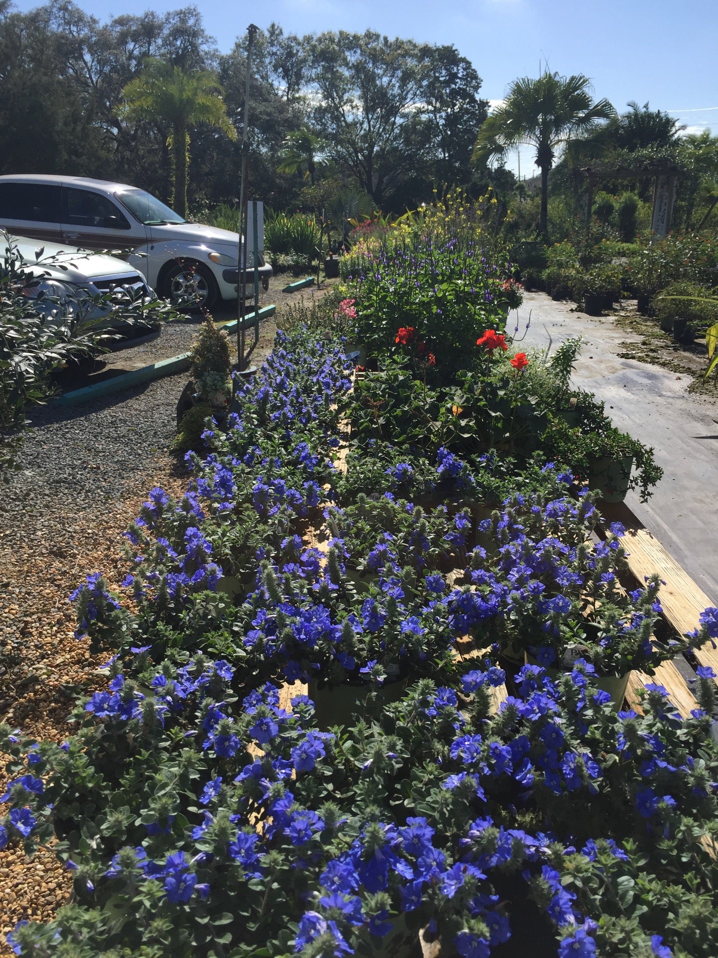 Landmark Nursery, 853 E Lake Rd S, Tarpon Springs, FL, Landscaping