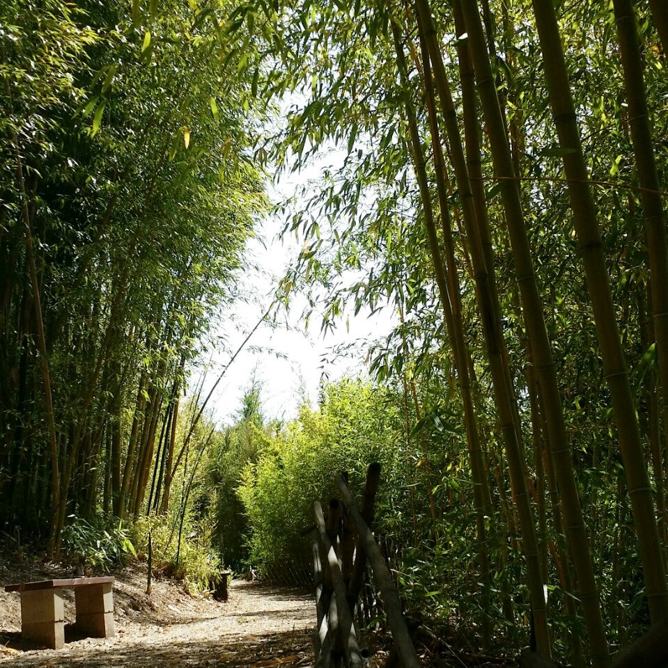 Foothill College - Bamboo Garden, 12345 S El Monte Rd, Los Altos Hills