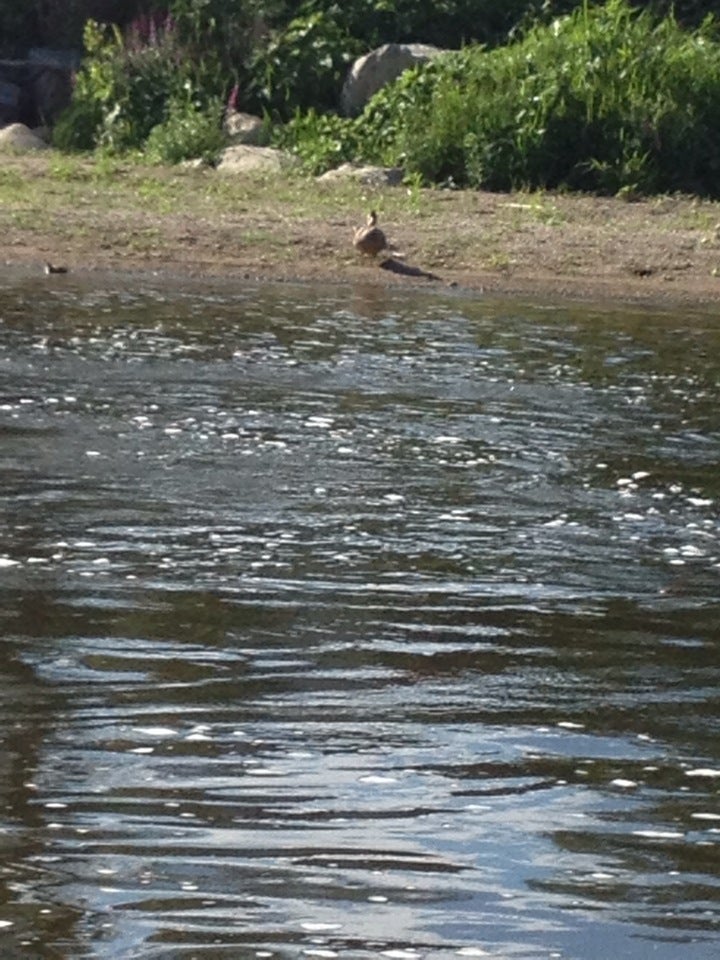 Chesaning, MI Map & Directions MapQuest