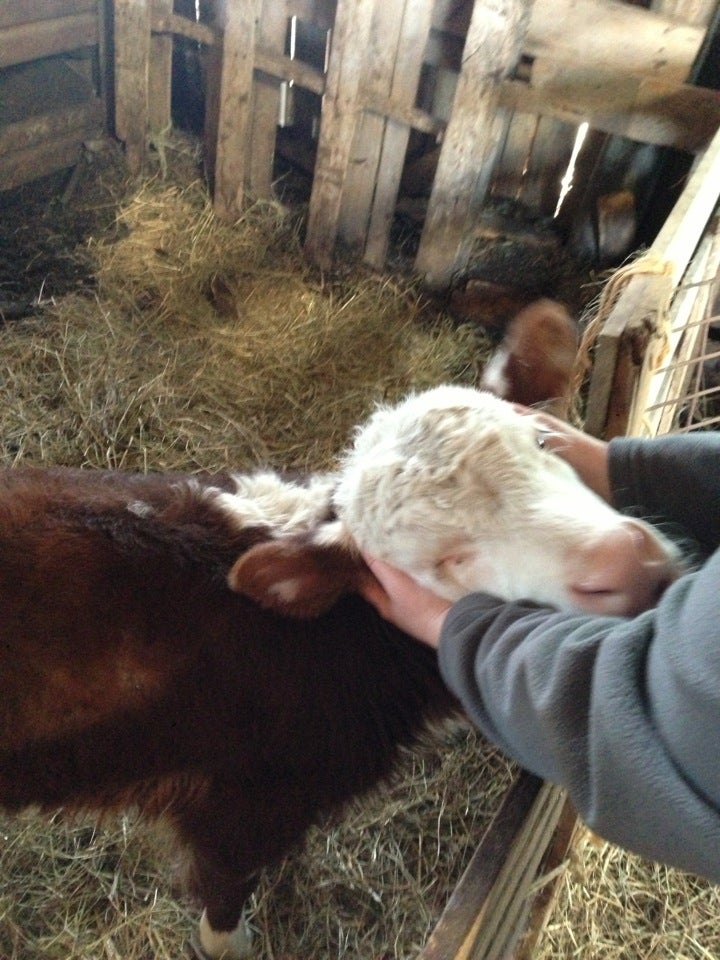 Prudom Farms, 2570 Carmen Rd, Middleport, NY MapQuest