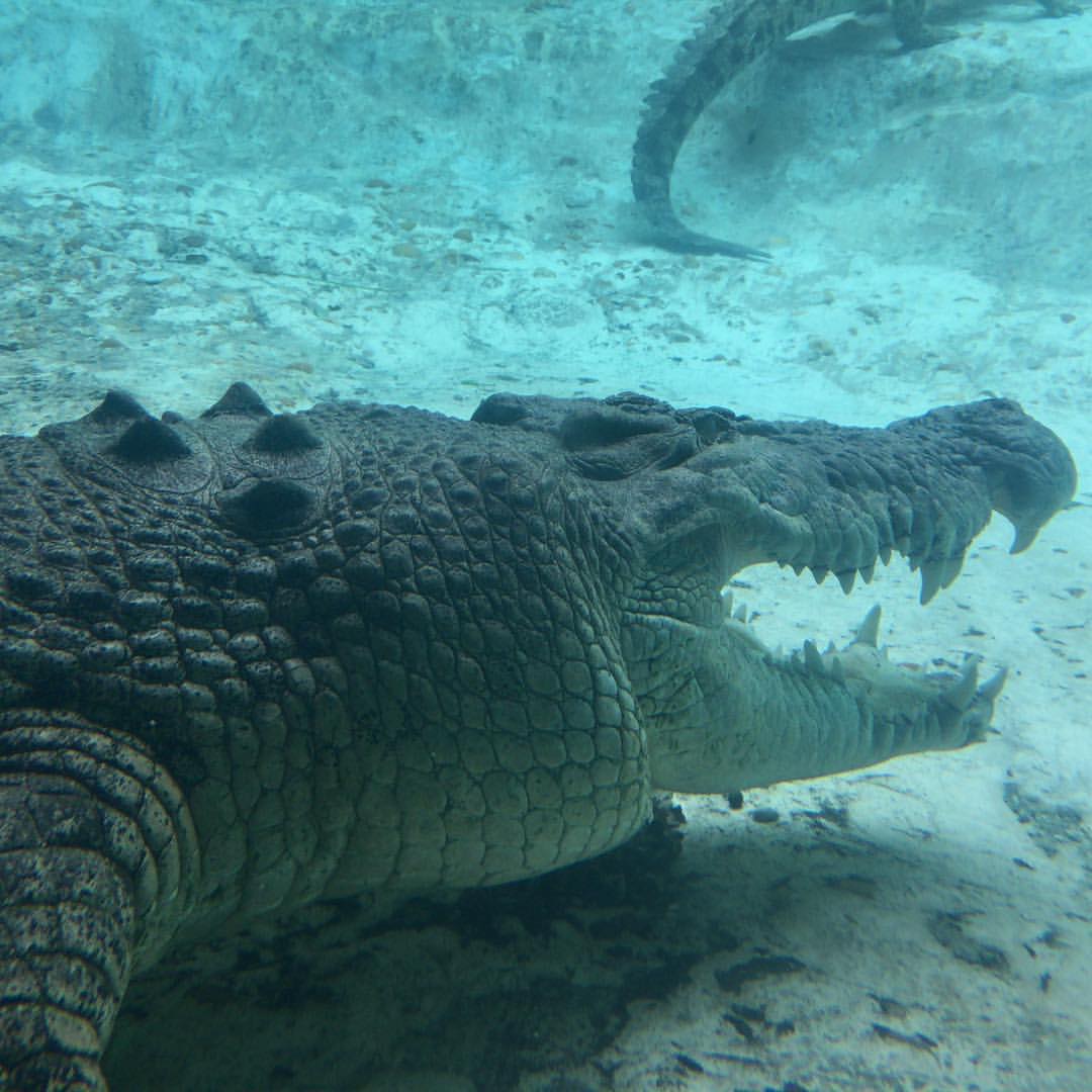 St. Augustine Alligator Farm Zoological Park, 999 Anastasia Blvd, St