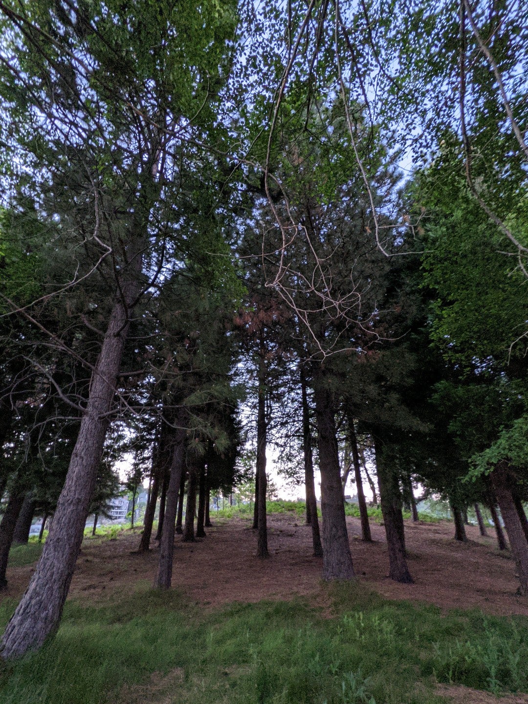 Lone Pine Island, Lake Arrowhead, CA - MapQuest