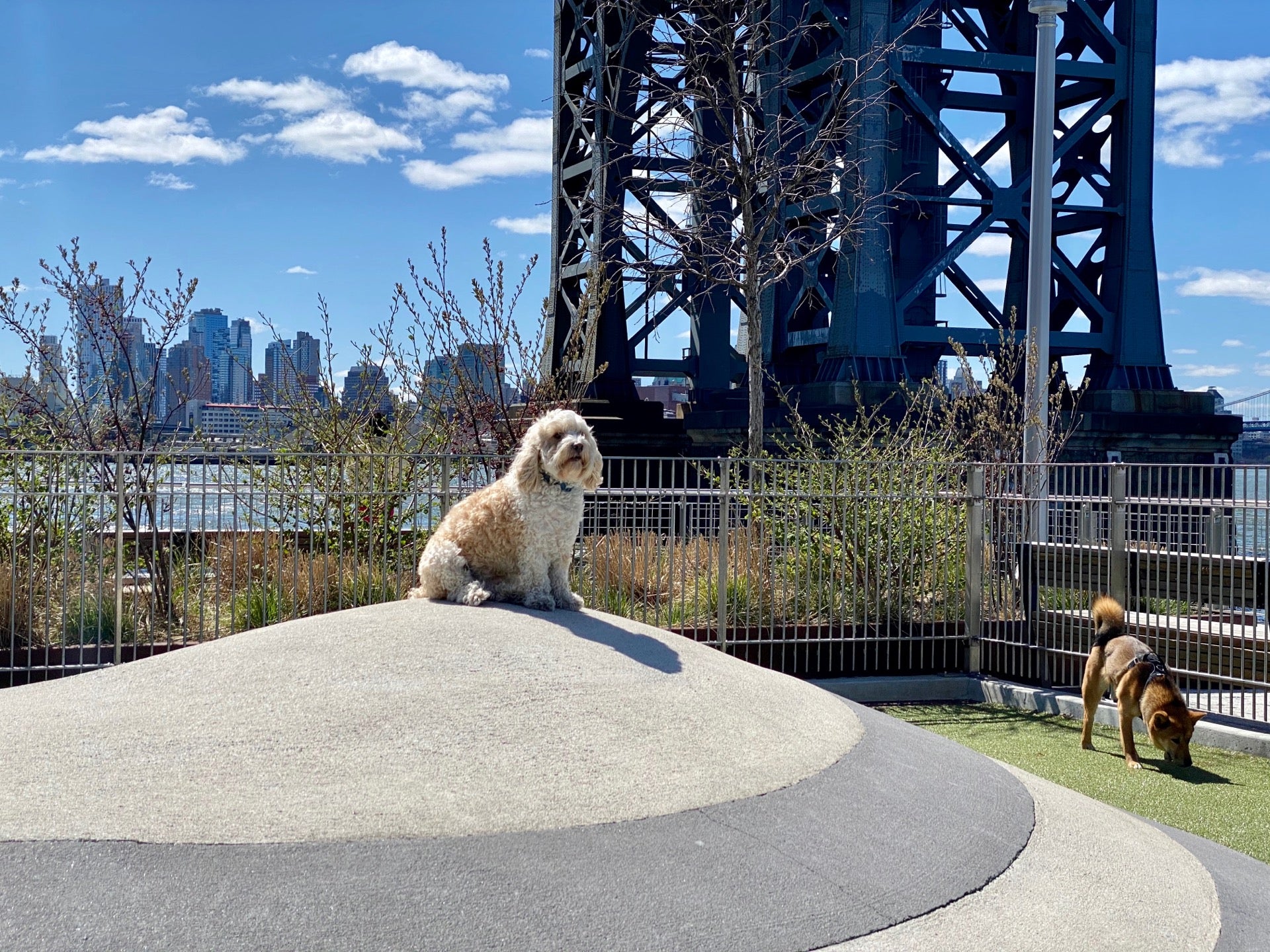Domino Dog Run, New York, NY, Parks MapQuest
