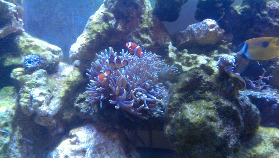 Aquarium Center, 1295 Blackwood Clementon Rd, Gloucester Twp, NJ MapQuest