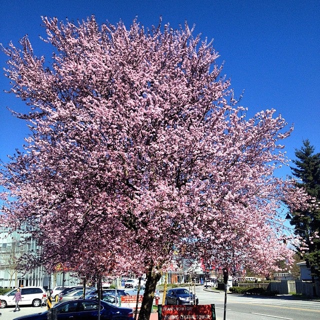 Aberdeen Centre Parkade, 4151 Hazelbridge Way, Richmond, QC, Parking