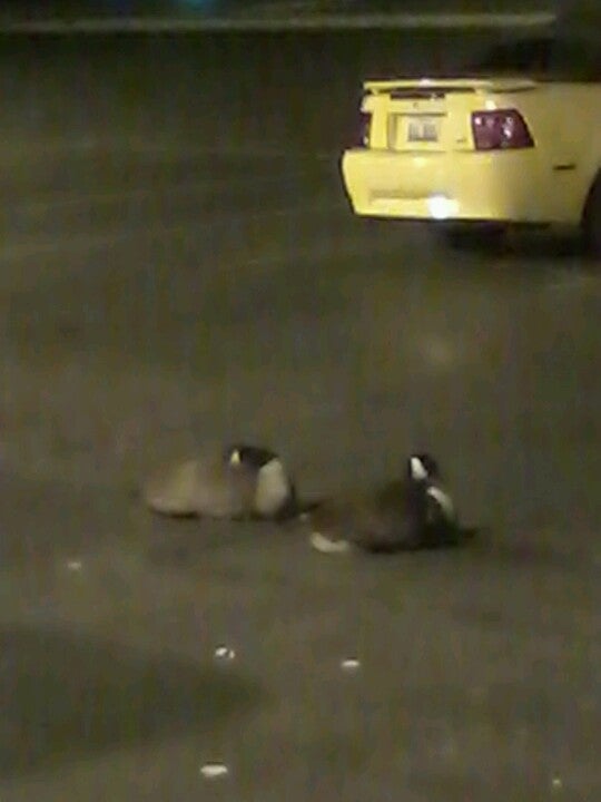 Quest Diagnostics, 1355 N Mittel Blvd, Wood Dale, IL, Medical