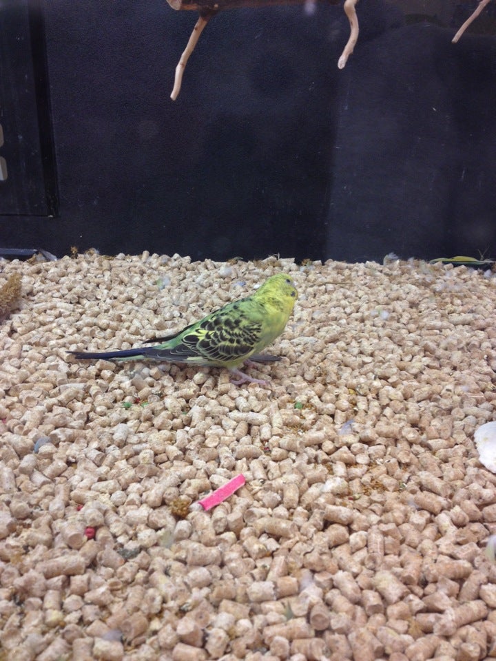 PetSmart, 4451 Lemay Ferry Rd, St Louis, MO, Pet Supplies MapQuest