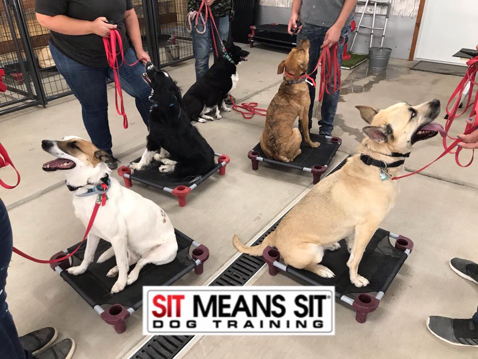 Best Dog Training in Santa Cruz, New Mexico MapQuest