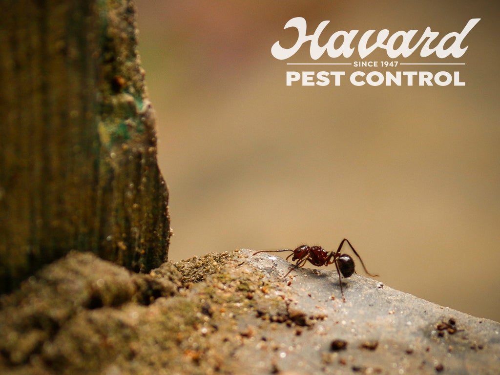 Havard Pest Control, 5297 Old Highway 11, Ste 1, Hattiesburg, MS, Pest