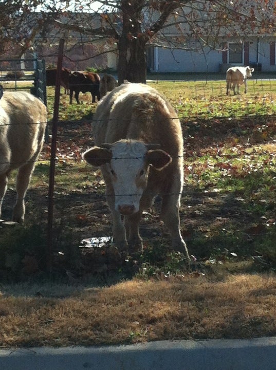 Leslie, AR Map & Directions MapQuest