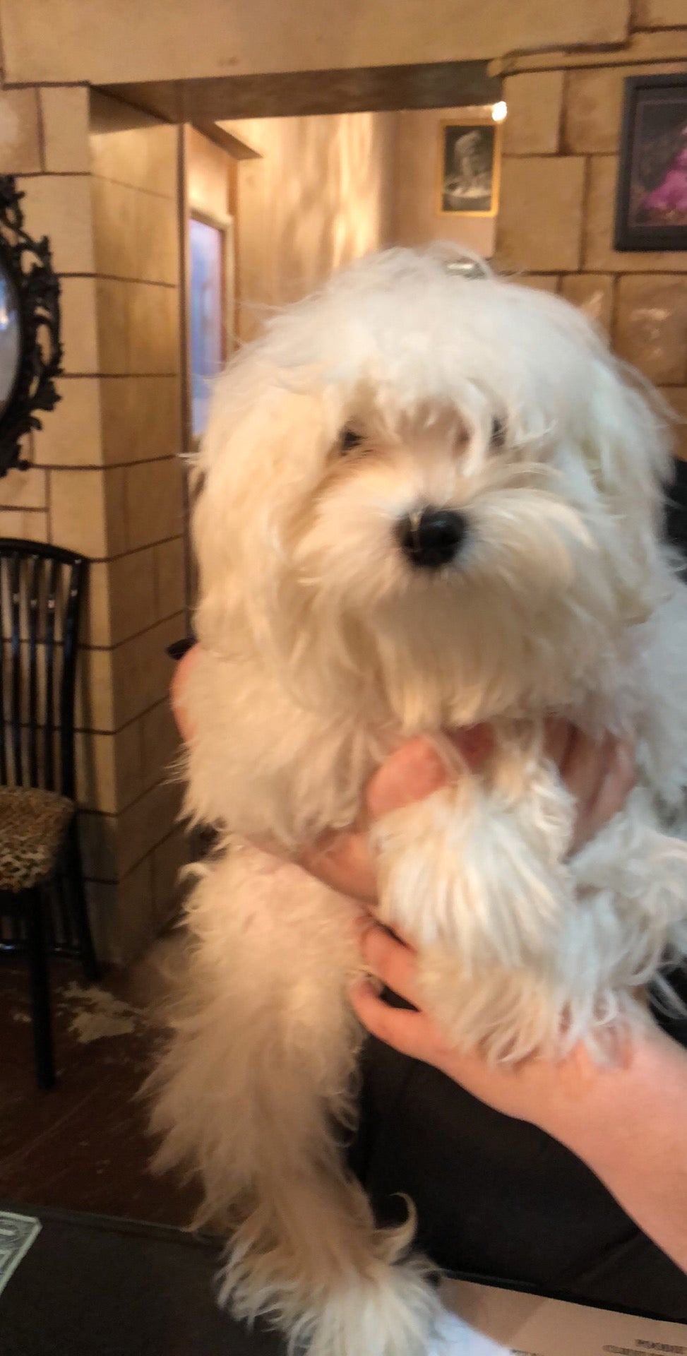 Poodie's Pet Palace, 123 Mill Ave S, Renton, WA, Pet Supplies - MapQuest