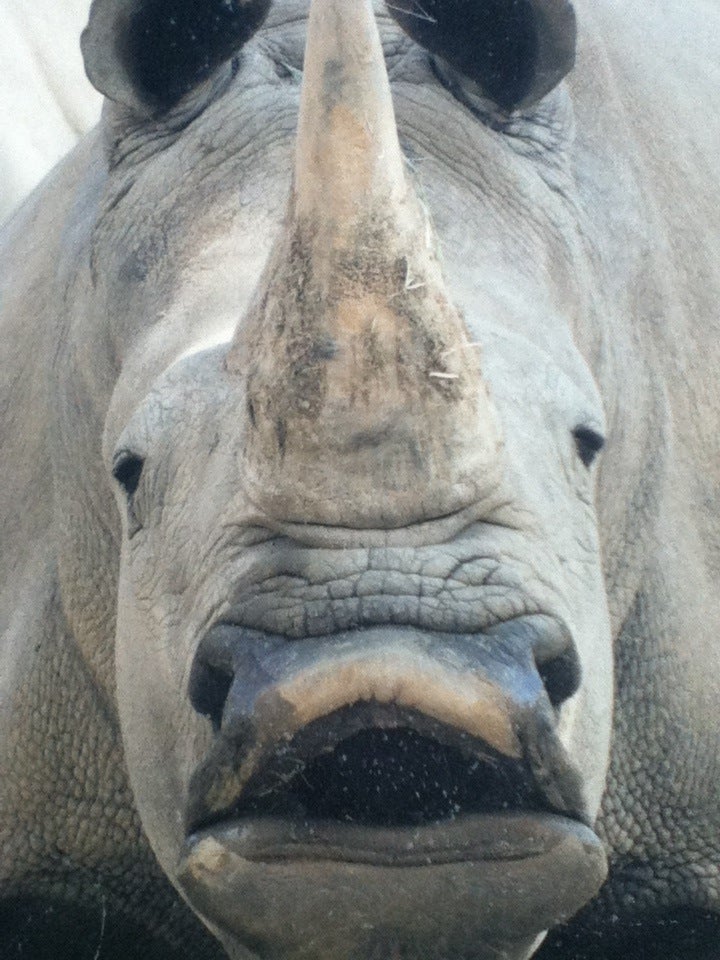 White Rhinoceros Exhibit, 1513 Cambridge St, Houston, TX MapQuest