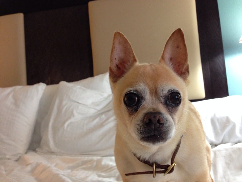 La Quinta Inn & Suites By Wyndham Savannah AirportPooler, 414 Gray St