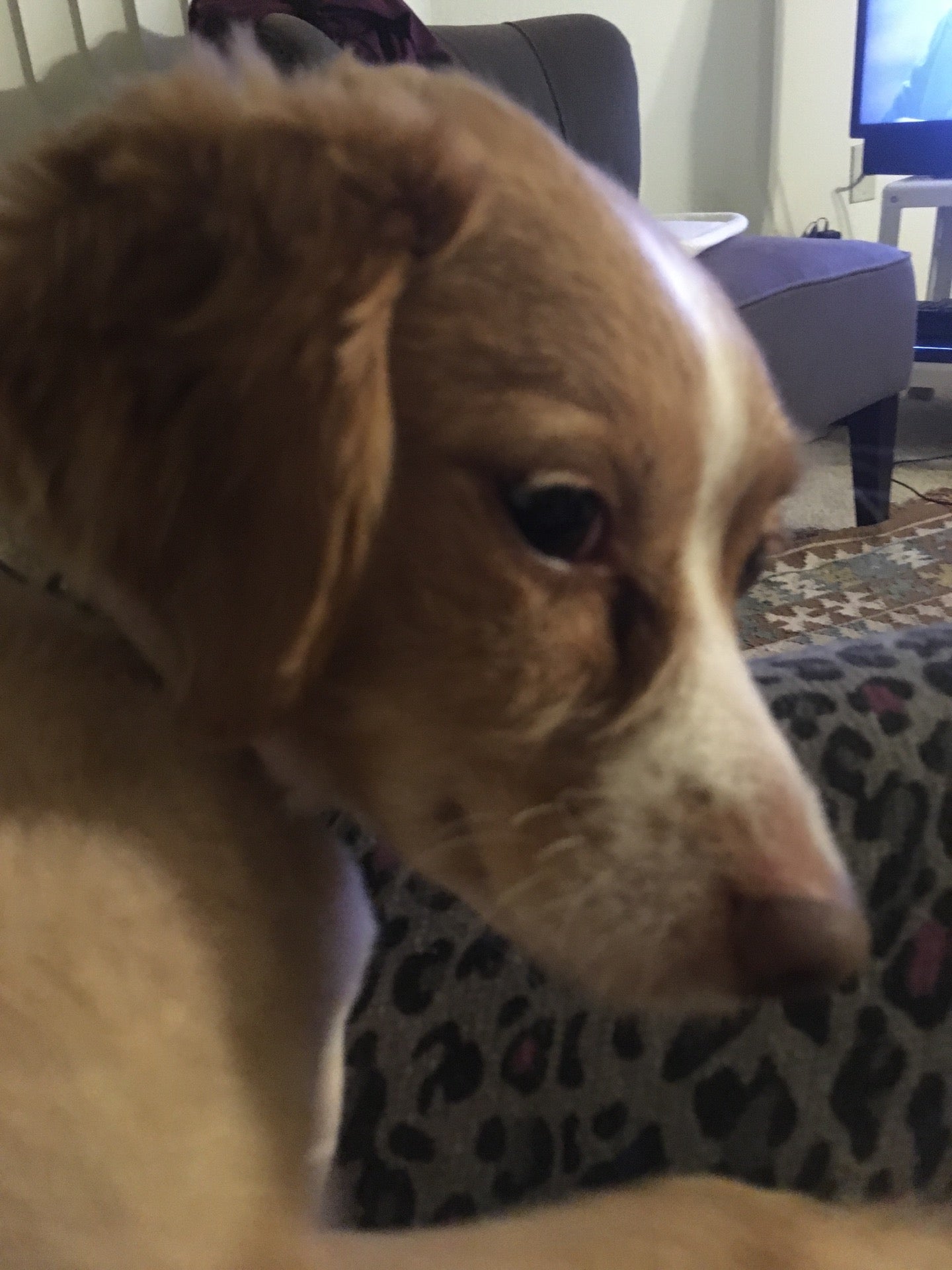 Northpark Apartments, 1080 Carolan Ave, Burlingame, CA, Real Estate