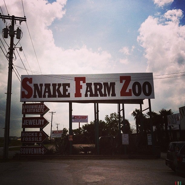 King Cobra - Zoo & Snake Farm New Braunfels