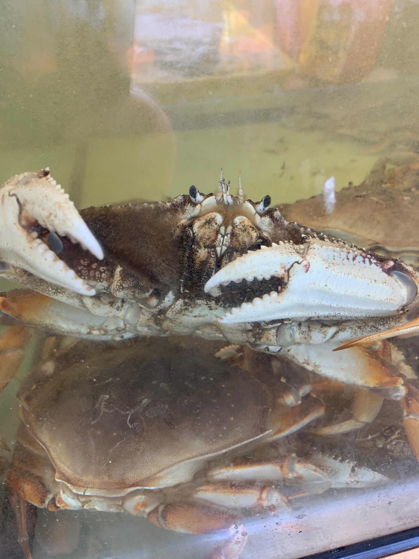 Kuzma's Fish Market, 21104 70th Ave W, Edmonds, WA, Butchering MapQuest