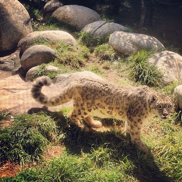 Snow Leopards, 5333 Zoo Dr, Los Angeles, CA, Zoos - MapQuest