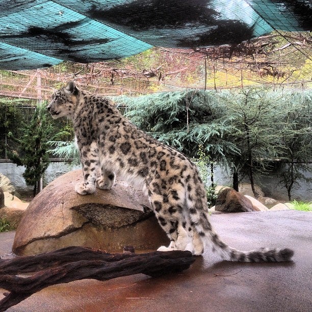 Snow Leopards, 5333 Zoo Dr, Los Angeles, CA, Zoos - MapQuest