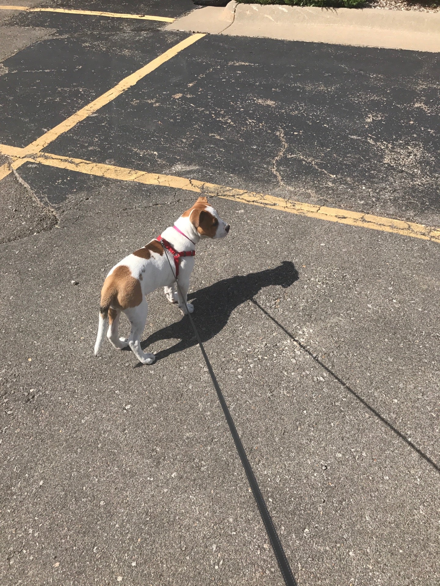 Tractor Supply Company, 5236 SW Topeka Blvd, Topeka, KS, Home Centers