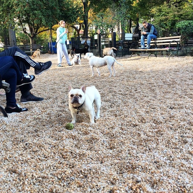 Dog Park, Madison Ave, New York, NY, Wellness Programs MapQuest