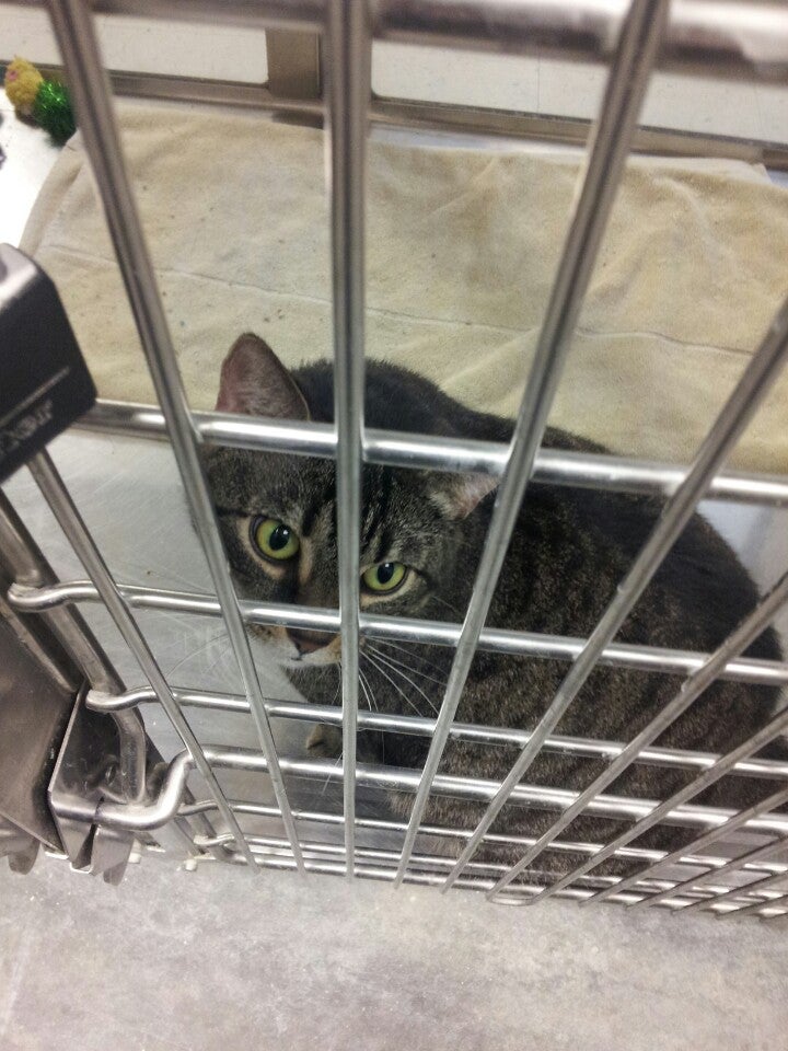 PetSmart, 3580 S Hurstbourne Pkwy, Louisville, KY, Pet Supplies MapQuest